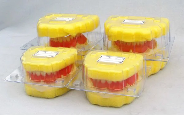 値下げ中(新品)NISSIN 歯科模型デンタルモデル＋頰粘膜ボックス